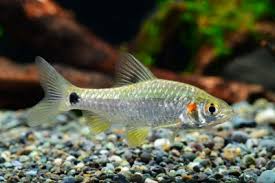 Attēlu rezultāti vaicājumam “Leuciscus idus”