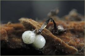 Attēlu rezultāti vaicājumam “Cribraria rufa macro”