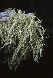 Attēlu rezultāti vaicājumam “Usnea hirta”