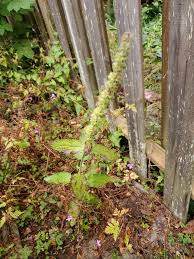 Attēlu rezultāti vaicājumam “Stachys sylvatica leaf”