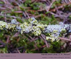 Attēlu rezultāti vaicājumam “Vulpicida pinastri”