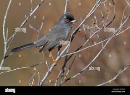 Image result for Sylvia sarda