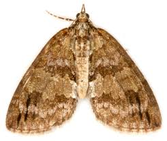 Attēlu rezultāti vaicājumam “Hydriomena impluviata”