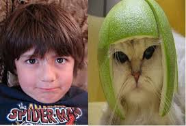 Image result for limecat