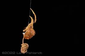 Attēlu rezultāti vaicājumam “Nematomorpha”