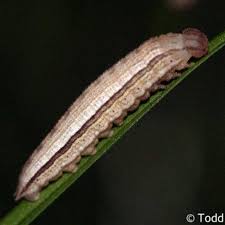 Attēlu rezultāti vaicājumam “Oeneis jutta”