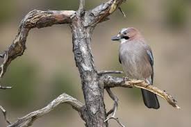 Attēlu rezultāti vaicājumam “Garrulus glandarius adult”