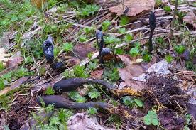 Attēlu rezultāti vaicājumam “Cordyceps ophioglossoides”