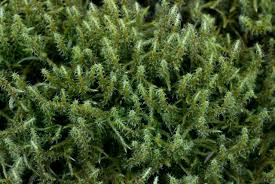 Attēlu rezultāti vaicājumam “Rhytidiadelphus squarrosus”