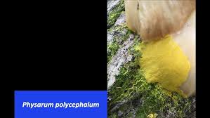Attēlu rezultāti vaicājumam “Physarum sulphureum”