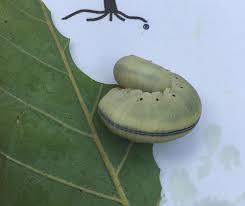 Attēlu rezultāti vaicājumam “Diprion pini female”