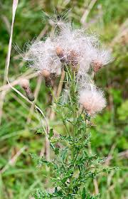 Attēlu rezultāti vaicājumam “Cirsium arvense flower”