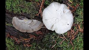 Attēlu rezultāti vaicājumam “Skeletocutis nivea”