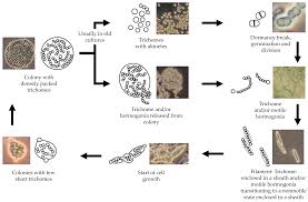 Attēlu rezultāti vaicājumam “Nostoc pruniforme cells”