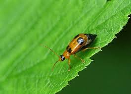 Attēlu rezultāti vaicājumam “Phyllobrotica quadrimaculata”