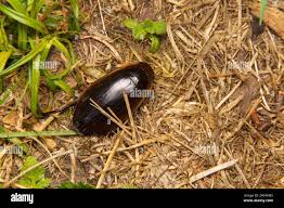 Attēlu rezultāti vaicājumam “Dytiscus dimidiatus”