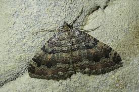 Attēlu rezultāti vaicājumam “Triphosa dubitata”