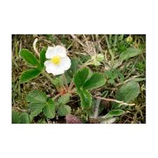 Attēlu rezultāti vaicājumam “Fragaria moschata flower”