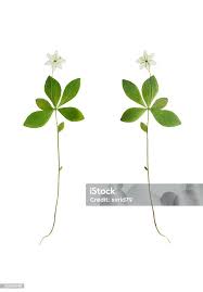 Attēlu rezultāti vaicājumam “Trientalis europaea bud”