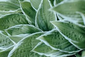 Attēlu rezultāti vaicājumam “Hosta sp. leaf”