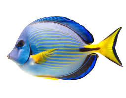 Image result for Acanthurus chirurgus