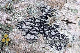 Attēlu rezultāti vaicājumam “Opegrapha atra”