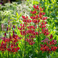 Attēlu rezultāti vaicājumam “Lilium martagon leaf”