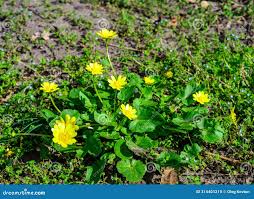 Attēlu rezultāti vaicājumam “Ficaria verna”