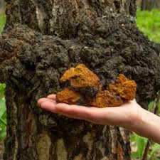 Attēlu rezultāti vaicājumam “Inonotus obliquus”