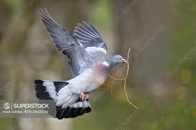 Attēlu rezultāti vaicājumam “Columba palumbus”