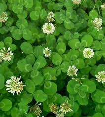 Attēlu rezultāti vaicājumam “Trifolium repens”