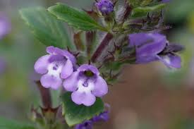 Attēlu rezultāti vaicājumam “Acinos arvensis”