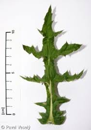 Attēlu rezultāti vaicājumam “Echinops sphaerocephalus leaf”