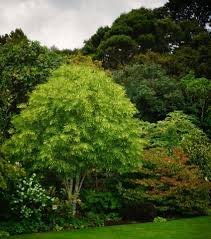 Attēlu rezultāti vaicājumam “Tilia platyphyllos Laciniata”