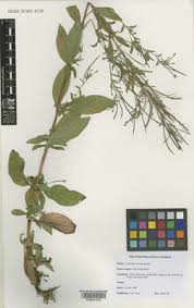 Attēlu rezultāti vaicājumam “Epilobium roseum leaf”