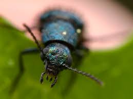 Attēlu rezultāti vaicājumam “Dasytes caeruleus”