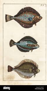 Image result for Platichthys flesus