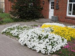 Image result for Schleifenblume