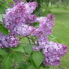 Attēlu rezultāti vaicājumam “Syringa vulgaris flower”