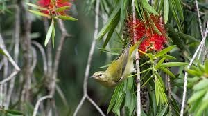 Image result for Vermivora peregrina