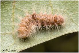 Attēlu rezultāti vaicājumam “Noctuidae”