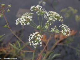 Attēlu rezultāti vaicājumam “Cicuta virosa”