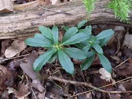 Attēlu rezultāti vaicājumam “Laserpitium pruthenicum”