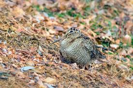 Attēlu rezultāti vaicājumam “Scolopax rusticola eggs”