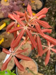 Attēlu rezultāti vaicājumam “Aesculus x neglecta flower”