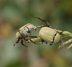 Attēlu rezultāti vaicājumam “Hoplia parvula”