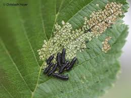 Attēlu rezultāti vaicājumam “Agelastica alni larva”