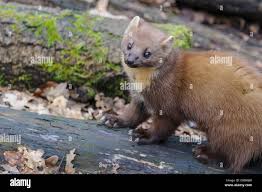 Attēlu rezultāti vaicājumam “Martes martes”