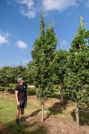 Attēlu rezultāti vaicājumam “Quercus robur Fastigiata”