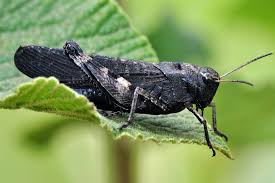 Attēlu rezultāti vaicājumam “Psophus stridulus”